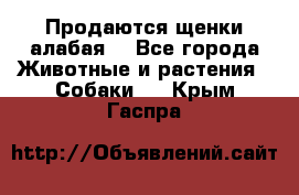 Продаются щенки алабая  - Все города Животные и растения » Собаки   . Крым,Гаспра